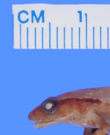 Media type: image; Herpetology A-22364